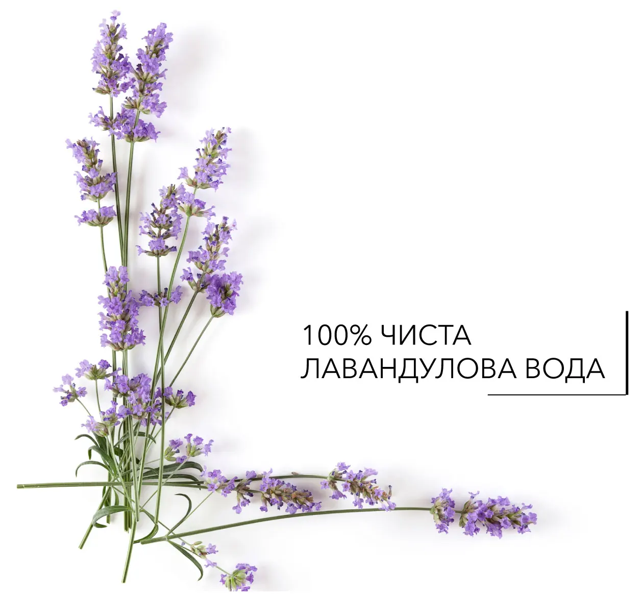 active ingredients lavender water