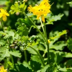 bilkata-babini-zubi (4)