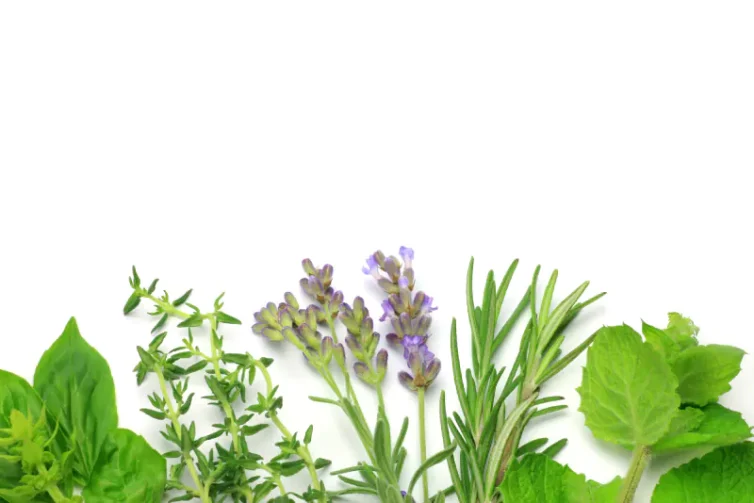 blood purification-greenlabox.bg