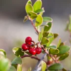 bearberry-greenlabox.bg