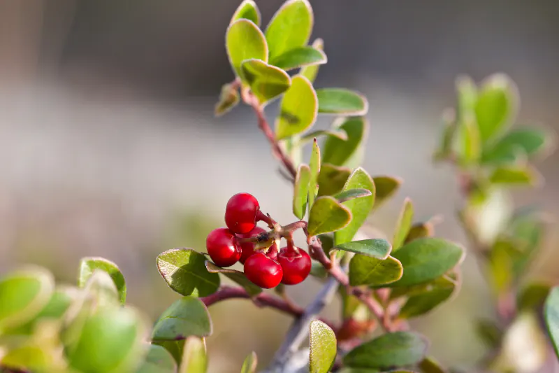 bearberry-greenlabox.bg