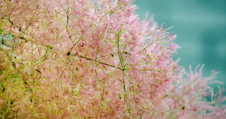 Цъфтяща смрадлика (Cotinus coggygria) с розови, пухкави цветове