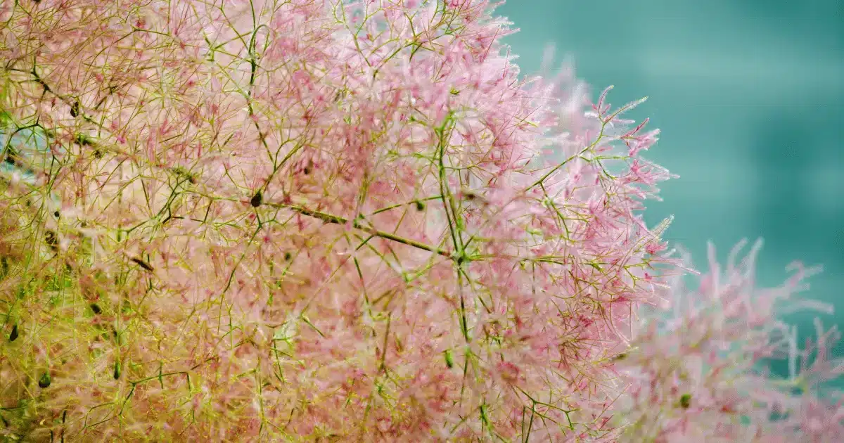 Цъфтяща смрадлика (Cotinus coggygria) с розови, пухкави цветове