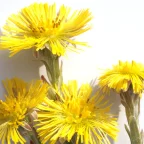 coltsfoot-greenlabox.bg