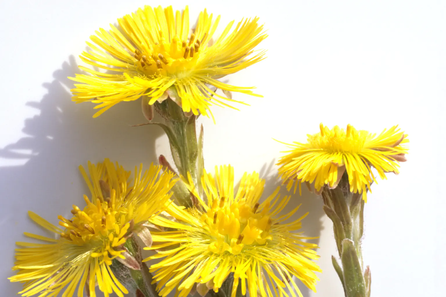 coltsfoot-greenlabox.bg