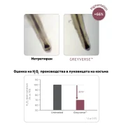 Сравнение на косъм преди и след употреба на Greyverse™ – увеличена пигментация с 66% и намалено производство на H₂O₂ в космените фоликули с 30% според лабораторно изследване.
